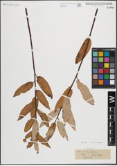Foto von Salix ligulifolia C. R. Ball ex C. K. Schneid.